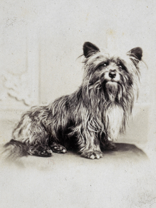 Black and white print of a small scruffy terrier.